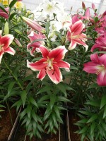 [5188 Flashpoint VWS No02.JPG]